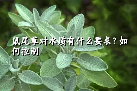 鼠尾草对水质有什么要求？如何控制