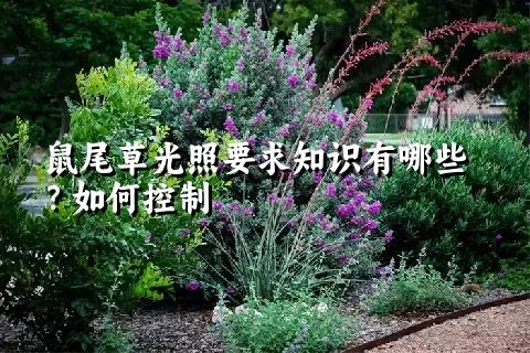 鼠尾草光照要求知识有哪些？如何控制