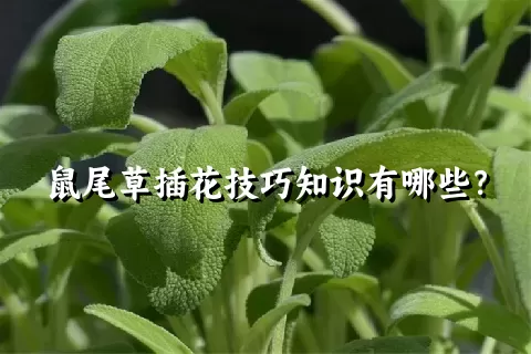 鼠尾草插花技巧知识有哪些？