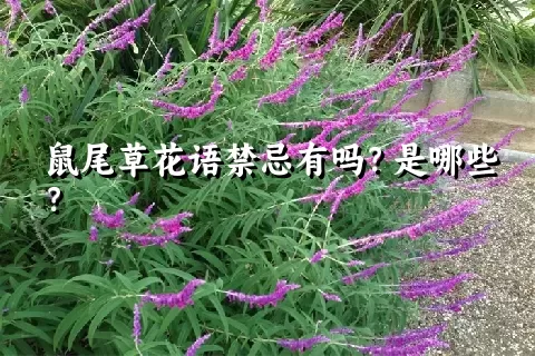 鼠尾草花语禁忌有吗？是哪些？