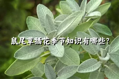 鼠尾草插花季节知识有哪些？