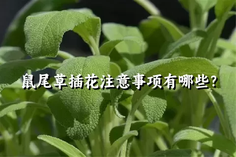 鼠尾草插花注意事项有哪些？