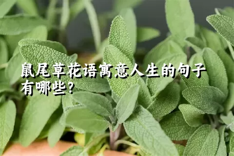 鼠尾草花语寓意人生的句子有哪些？