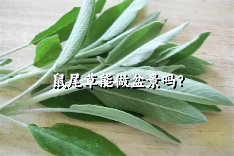 鼠尾草能做盆景吗？