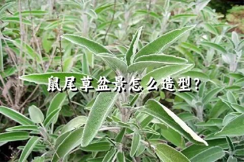 鼠尾草盆景怎么造型？