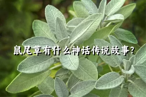 鼠尾草有什么神话传说故事？