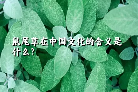 鼠尾草在中国文化的含义是什么？