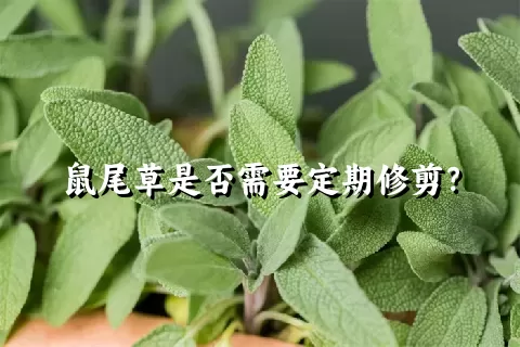 鼠尾草是否需要定期修剪？