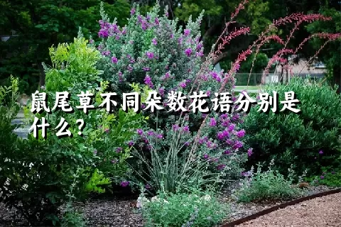 鼠尾草不同朵数花语分别是什么？