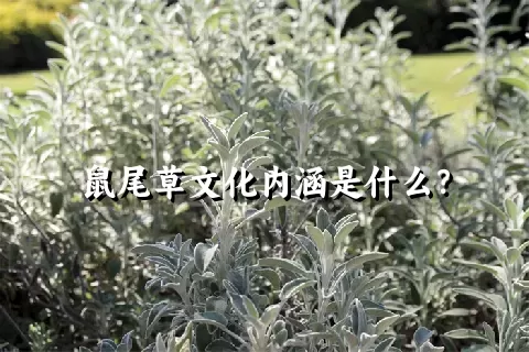 鼠尾草文化内涵是什么？