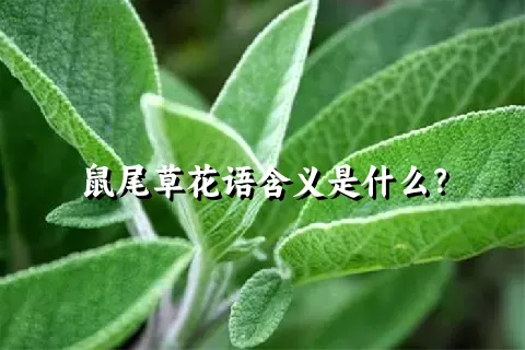 鼠尾草花语含义是什么？