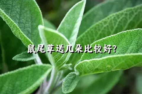 鼠尾草送几朵比较好？