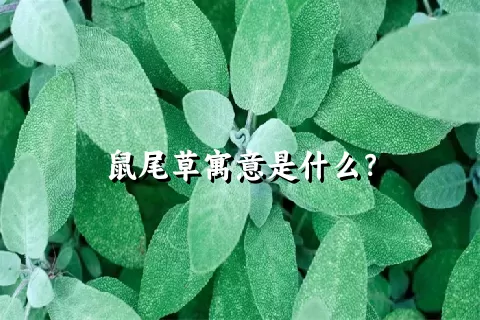 鼠尾草寓意是什么？