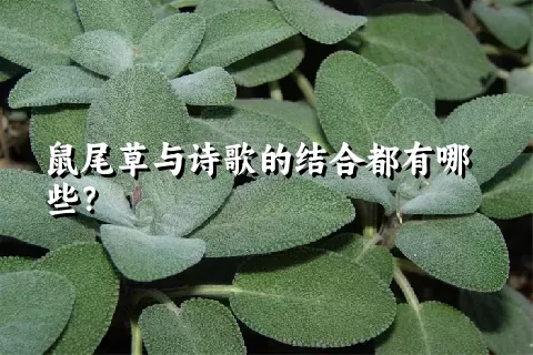 鼠尾草与诗歌的结合都有哪些？