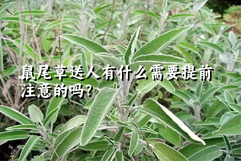 鼠尾草送人有什么需要提前注意的吗？