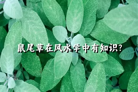 鼠尾草在风水学中有知识？