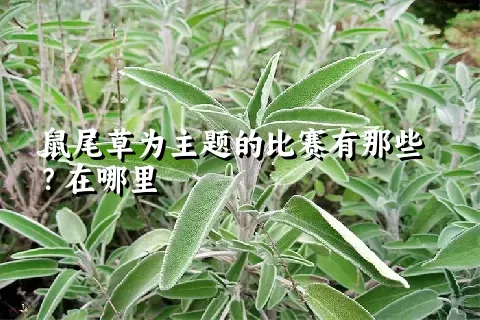 鼠尾草为主题的比赛有那些？在哪里