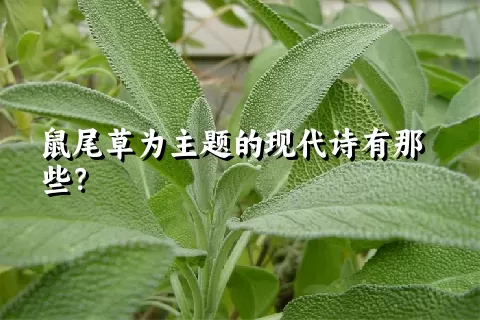 鼠尾草为主题的现代诗有那些？