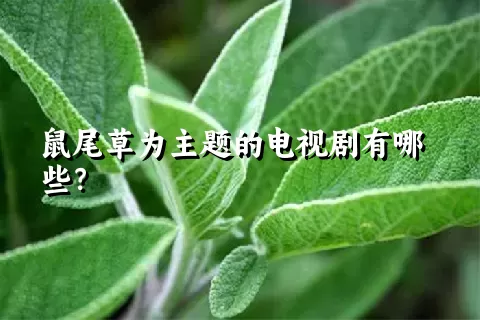 鼠尾草为主题的电视剧有哪些？