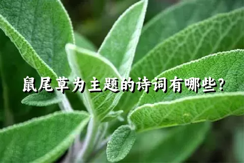 鼠尾草为主题的诗词有哪些？