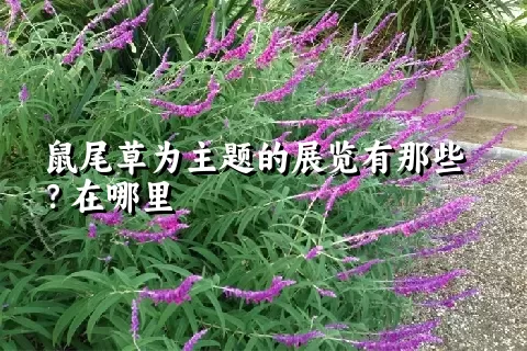 鼠尾草为主题的展览有那些？在哪里