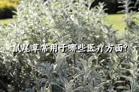 鼠尾草常用于哪些医疗方面?