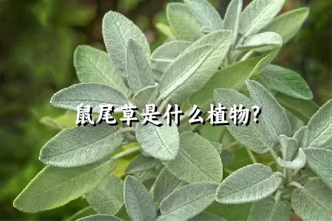 鼠尾草是什么植物?