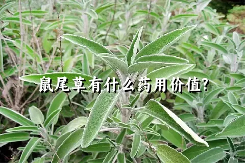 鼠尾草有什么药用价值?