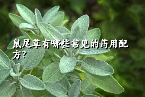 鼠尾草有哪些常见的药用配方?