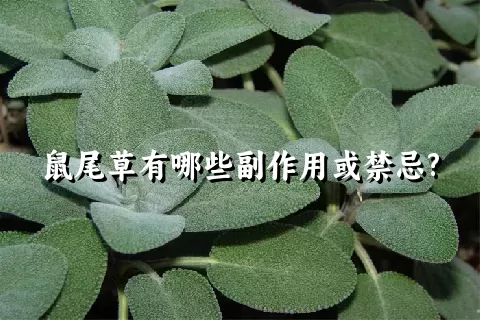 鼠尾草有哪些副作用或禁忌?