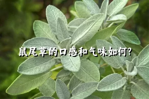 鼠尾草的口感和气味如何?