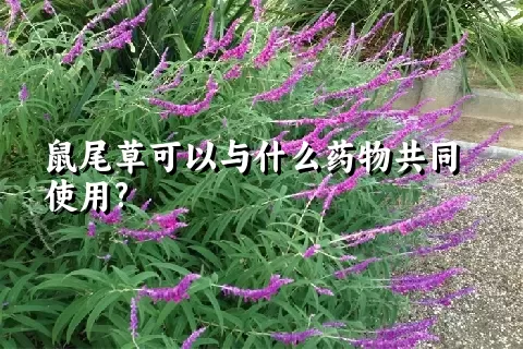 鼠尾草可以与什么药物共同使用?