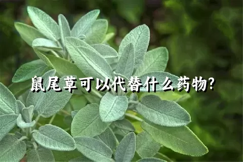 鼠尾草可以代替什么药物?