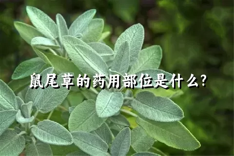 鼠尾草的药用部位是什么?