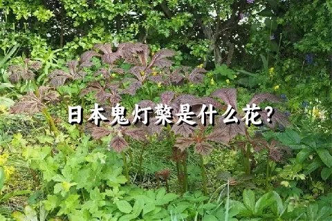 日本鬼灯檠是什么花？