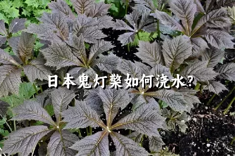 日本鬼灯檠如何浇水？