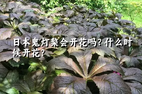 日本鬼灯檠会开花吗？什么时候开花？