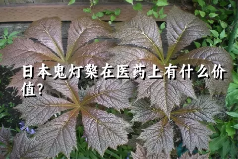 日本鬼灯檠在医药上有什么价值？