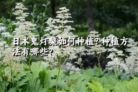 日本鬼灯檠如何种植？种植方法有哪些？