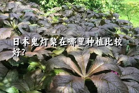 日本鬼灯檠在哪里种植比较好？