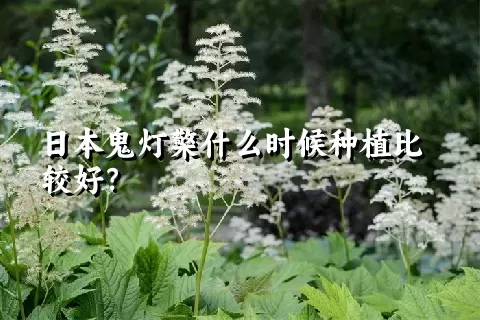 日本鬼灯檠什么时候种植比较好？