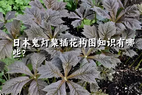 日本鬼灯檠插花构图知识有哪些？