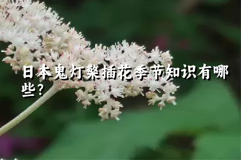 日本鬼灯檠插花季节知识有哪些？