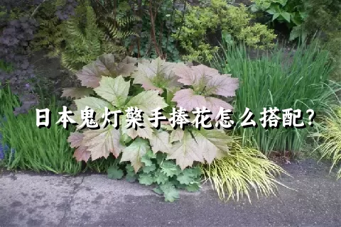 日本鬼灯檠手捧花怎么搭配？