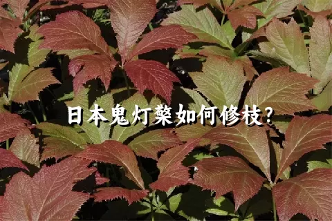 日本鬼灯檠如何修枝？