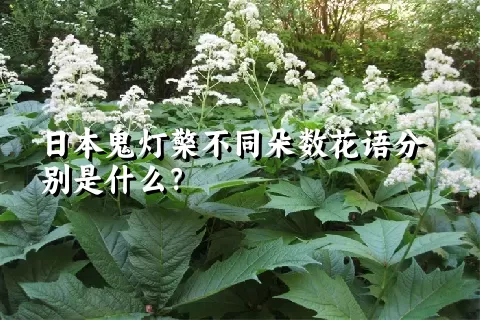 日本鬼灯檠不同朵数花语分别是什么？