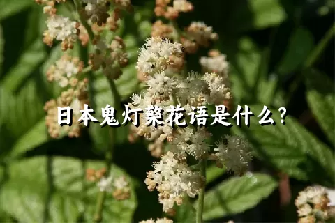 日本鬼灯檠花语是什么？