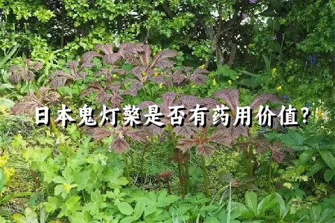 日本鬼灯檠是否有药用价值？