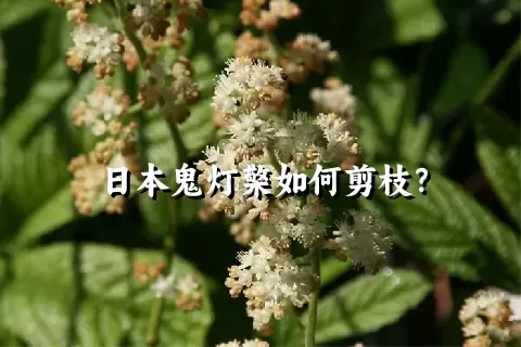 日本鬼灯檠如何剪枝？