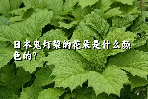 日本鬼灯檠的花朵是什么颜色的？